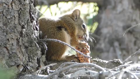 female squirrels eats delicious coconuts off tree