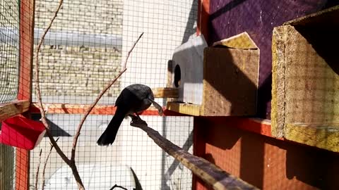 Bulbul Birds Singing and Chirping