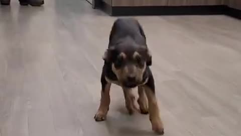 You Won’t Believe This Dog’s Dance Moves!