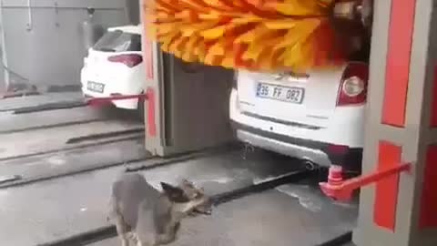 Dog at the Car Wash