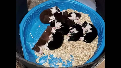 Border Collie Puppies