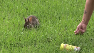 Wild rabbit goes for the nuts