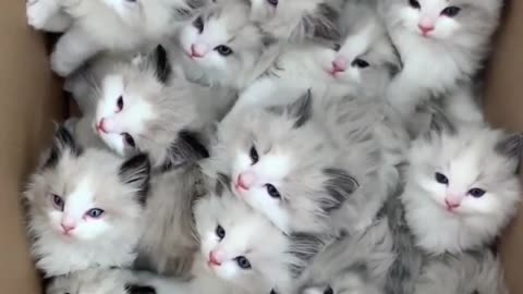 cute cats #kitten #funny