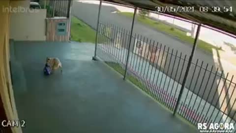 VIDEO shows dog "stealing" sack of feed at Erechim market
