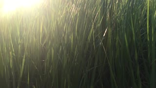 SLO-mo grass
