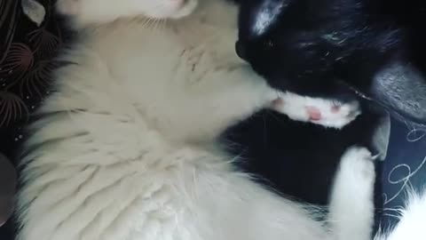 Blacky Cat Licking HIs Wife Whity Cat