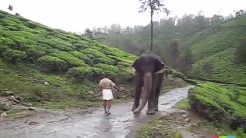 THEKKADY Pet Elephant meets her friend after a year ★ AMAZING Bond of Love