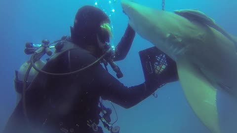 Shark Gets Help from Diver