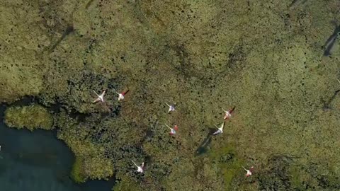 Flamingos make friends for life