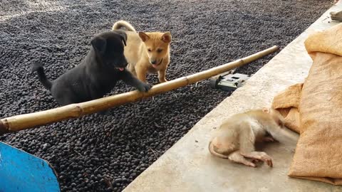 Cute baby monkey relax and play happily with 2 puppies