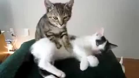 Funny cats massage