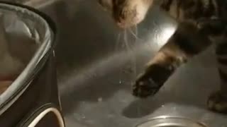Gato bebiendo de la canilla termina en una épica falla