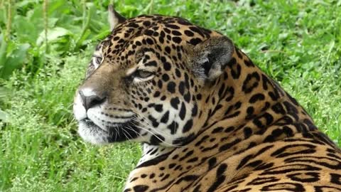 wild animal JAGUAR COUPLE brazilian fauna wetland amazon jaguar brazilian brazil