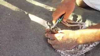 Helpless Bird Caught On Fish Bait Gets Saved By Heroic Bystander