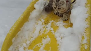 Unique Cat Loves To Go Down The Slide
