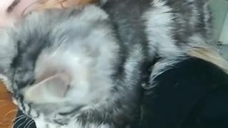 Crazy kitten sweet hug