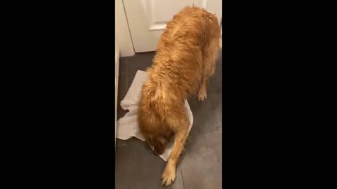 Dog Shakes Off Water And Dries It Self Up After Bathing