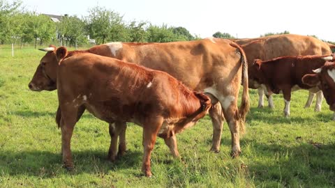 Beautiful cow eating