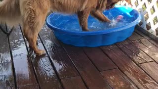 Andy the Golden retriever dog who loves water and him ball