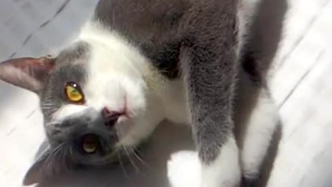 Cat Tries To Be CUTE_ funny cats video