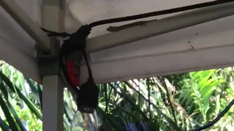 Hawaiian Gecko, can he capture it???