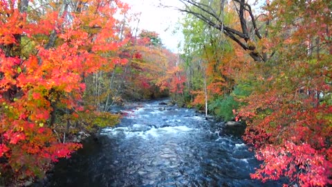 Fall Foliage