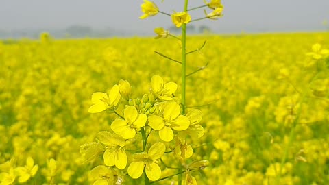 Close Up View of Mustard Flower