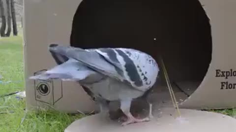 How to make bird trap