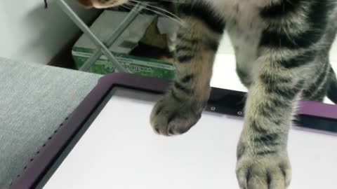Gato jugador intrigado con juego de tablet