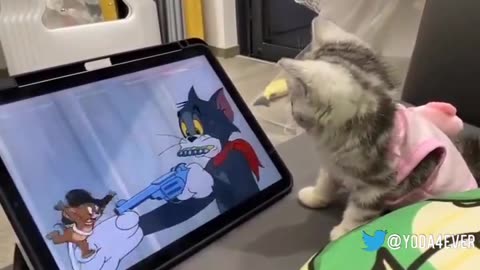 Cat Reacts Hilariously to Tom and Jerry on Tablet