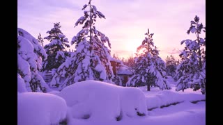 Lord Winter - Purple Snow
