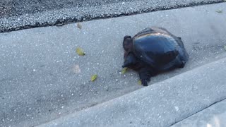 Loose Turtle in Del Ray Beach