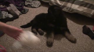 German Shepard Puppy Plays with toy