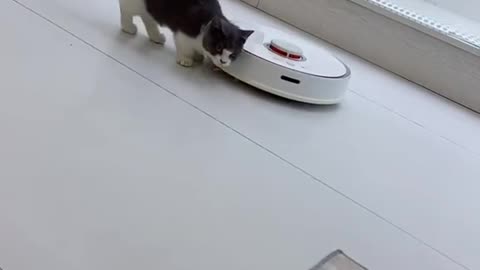 The cat can really play