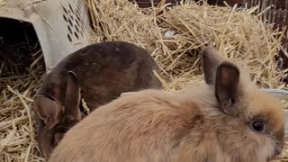 Getting The Rabbits Ready For Snow