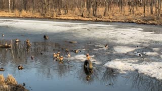 Mandarin Ducks in a not so ideal waters