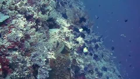 Beautiful Underwater Video