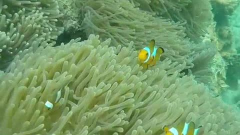 Koi Fishes Diving Near Coral reefs