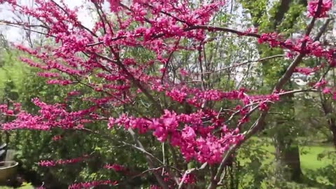 Plants to Put Around the Pond