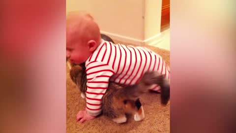 watch Funny Cats And Babies Playing Together Animals Trolling Babies