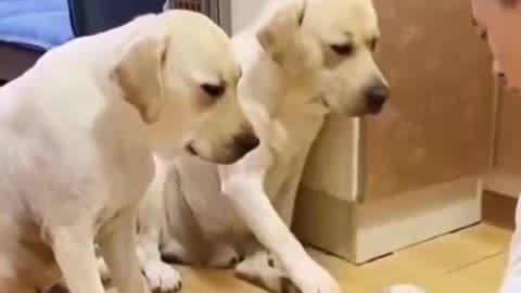 This funny dog is as intelligent as human being | funny dogs😂 |