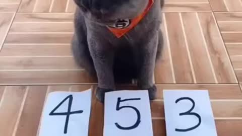 Cute cat is very smart
