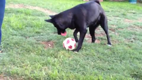 Black dog playing soccer
