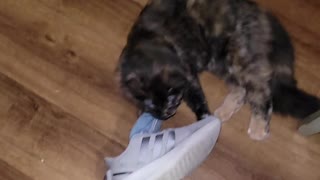 Boots loves shoes