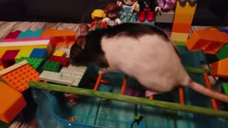 Rat's Lego Maze