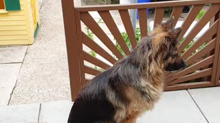 Very patient dog