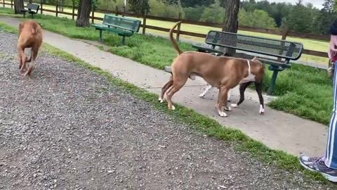 GERMAN SHEPHERED DOG ATTACTS THE PITBULL