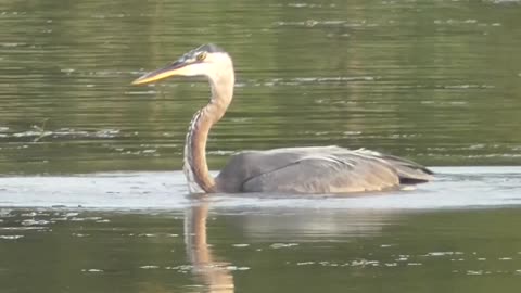 243 Toussaint Wildlife - Oak Harbor Ohio - Heron Coming In Low And Slow