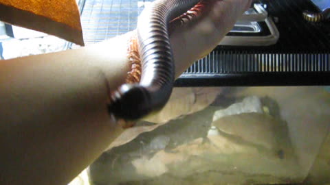 Giant Millipede Crawls Up Arm