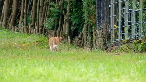 Cheetah About To Attack Cat